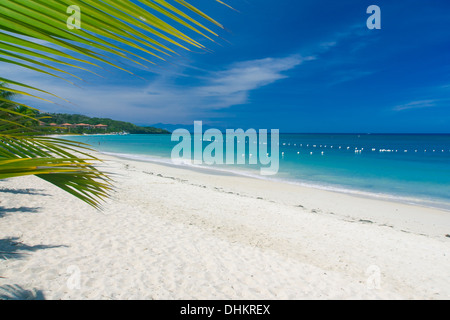 Palm frond tropicale sulla spiaggia di sabbia bianca affacciato sul Mare dei Caraibi. Roatan, Honduras Foto Stock