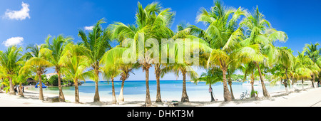 Palme sulla Half Moon Bay beach, West End, Roatan Foto Stock