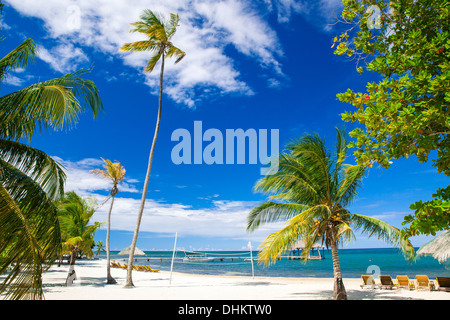 Alberi di palma tropicali sulla spiaggia di sabbia bianca. Roatan Island Foto Stock