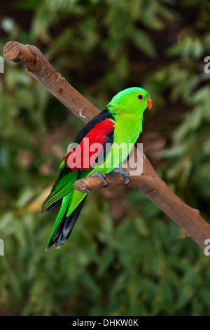 Red Parrot alato (Aprosmictus erythropterus) in Newcastle Blackbutt della riserva. Foto Stock