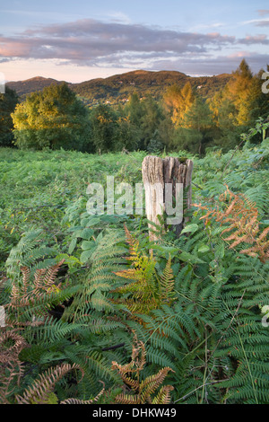 Staccionata in legno post tra bracken ed erbacce vicino a British Camp, sulle colline di Malvern, Worcestershire Foto Stock