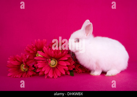 Carino white baby Netherland Dwarf bunny coniglio su hot sfondo rosa con bouquet di fiori di colore rosa Foto Stock