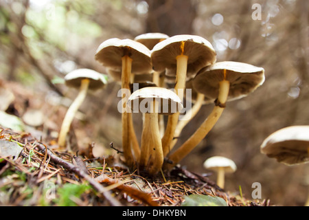 Toadstools sul suolo della foresta Foto Stock