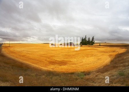 Alcuni pini nel Montana Foto Stock