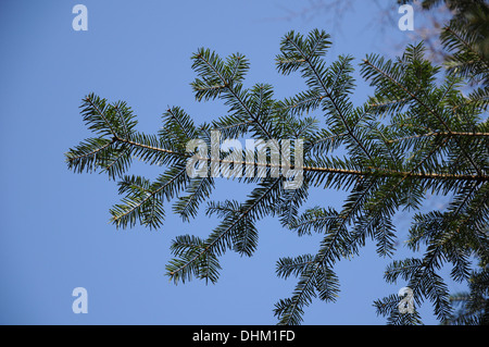 Abete d'argento Foto Stock