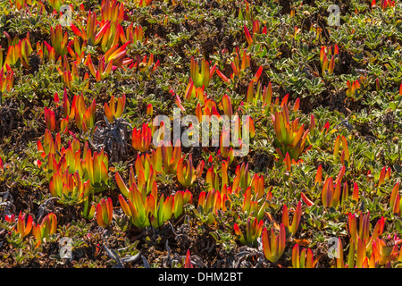 Invasivo Impianto di ghiaccio, Carpobrotus edulis, prospera di terrapieni di Duncan's Landing, Sonoma Coast State Beach, California, Stati Uniti d'America Foto Stock