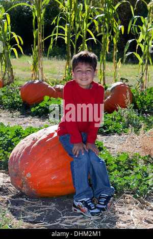 6 anno vecchio ragazzo seduto sulla zucca di grandi dimensioni Foto Stock