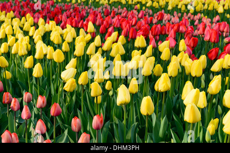 Campo di rosso e di giallo tulipani in giardini Keukenhof lisse 2013 Foto Stock