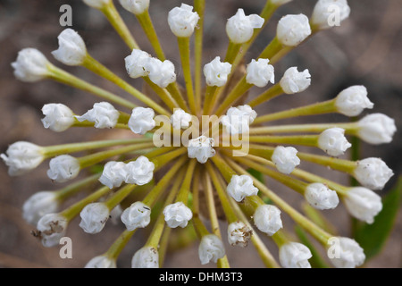 Snowball sabbia Verbena, Abronia fragrans, fioritura vicino a Crescent Lake National Wildlife Refuge, Nebraska Sandhills, STATI UNITI D'AMERICA Foto Stock
