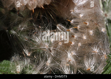 Airborne semi di creeping thistle Foto Stock