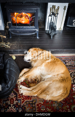 Il Golden Retriever cane dorme sul focolare davanti a un pezzo di legno fire in UKn Foto Stock