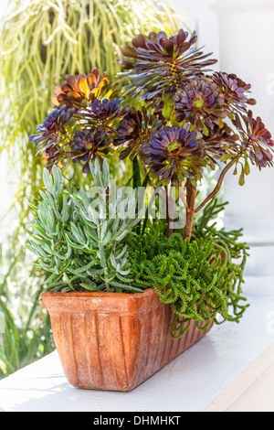 Sedum sempervivium e piante in un vaso in terracotta. Foto Stock