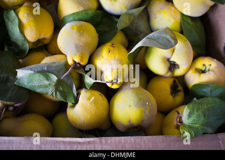 Scatola di raccolta frutta mela cotogna pronta per la trasformazione in gelatina Foto Stock