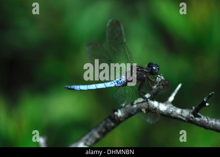 Un keeled dragonfly skimmer a riposo su un ramoscello REGNO UNITO Foto Stock