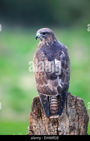 Una Poiana seduti su un ceppo di albero REGNO UNITO Foto Stock