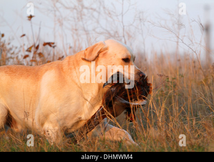 Un giallo di caccia labrador con un fagiano in autunno Foto Stock