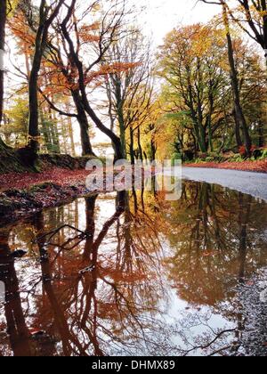 Haldon foresta, Devon, Regno Unito. Il 13 novembre 2013. Regno Unito meteo. Autunno in piena gloriosa swing dopo il primo gelo. Credito/nidpor Alamy Live News Foto Stock