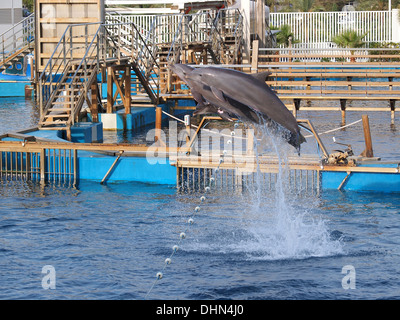 I delfini saltando in formazione in un acquario Foto Stock