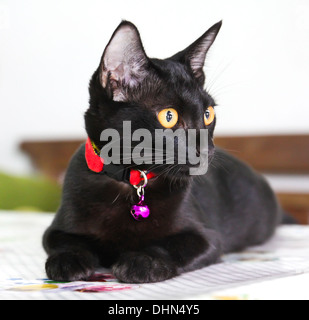 Gatto tailandese Foto Stock