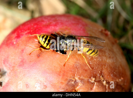 Vespe mangiare apple Foto Stock