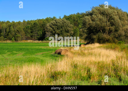 Abbandonate le balle di paglia in corrispondenza di un bordo di una parte del campo di taglio in Ontario meridionale vicino a Barrie Foto Stock