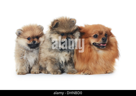 Cucciolo di Spitz isolati su sfondo bianco Foto Stock