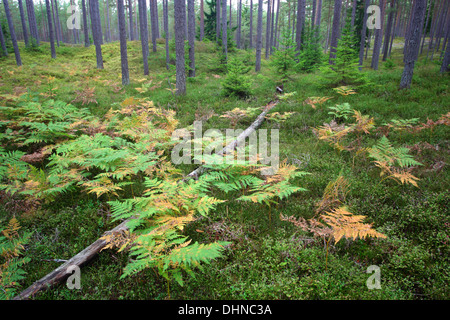 Felci nella foresta di pini, Hiiumaa island, Kõpu penisola, Estonia, Europa Foto Stock