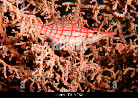 Longnose hawkfish - oxycirrhites typus Foto Stock