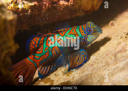 Pesce mandarino - Synchiropus splendidus Foto Stock
