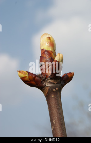 Ippocastano Foto Stock