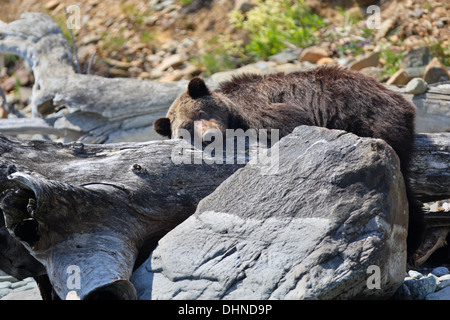 L'orso bruno (Ursus arctos) in appoggio sull'albero caduto sulla costa del lago Baikal, Siberia, Russia Foto Stock