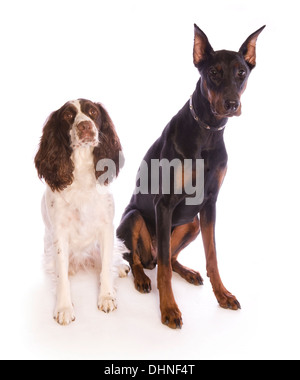 Springer Spaniel e cani Doberman seduto isolato su sfondo bianco Foto Stock