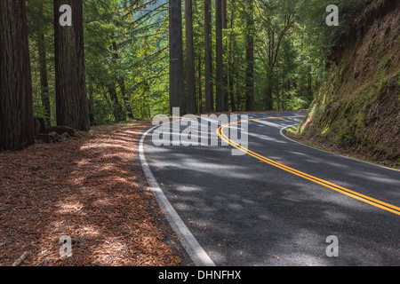 SR 1 avvolgimento attraverso il vasto coast redwood foresta vicino la costa dell'Oceano Pacifico tra Rockport e Leggett, CALIFORNIA, STATI UNITI D'AMERICA Foto Stock