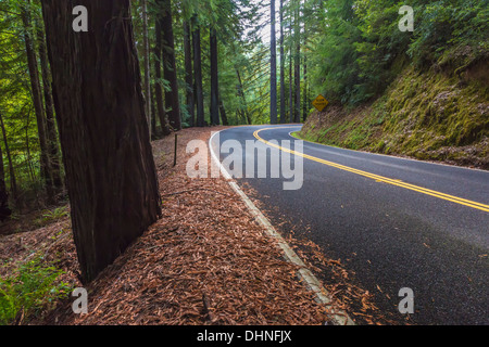 SR 1 avvolgimento attraverso il vasto coast redwood foresta vicino la costa dell'Oceano Pacifico tra Rockport e Leggett, CALIFORNIA, STATI UNITI D'AMERICA Foto Stock