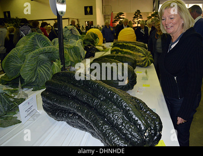 Una donna sta guardando un vincitore del premio al midollo il gigante vegetale Display in Harrogate Autunno Flower Show Yorkshire Foto Stock
