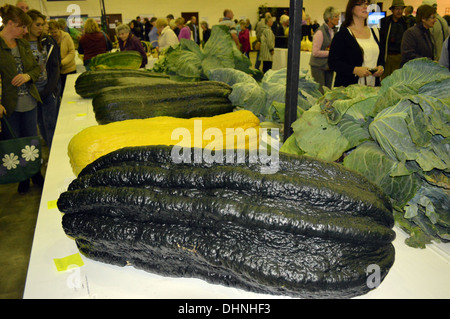 Un display di Vincita Zucchine al gigante vegetale Display in Harrogate Autunno Flower Show Yorkshire Foto Stock