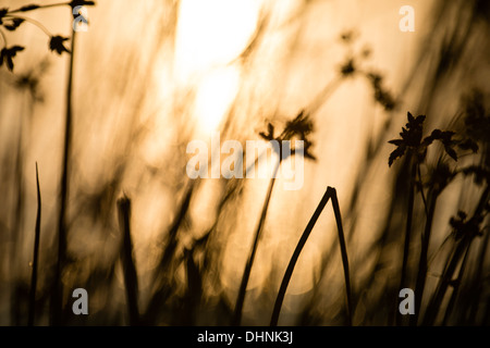 Bagliore dorato di un tramonto in acqua attraverso il lago canne Foto Stock