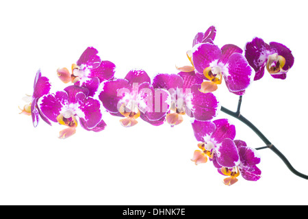Macchie orchid isolato sul bianco, sfondo Foto Stock