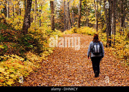 Passeggiate turistiche nella foresta di caduta con luminosi colori gialli Foto Stock