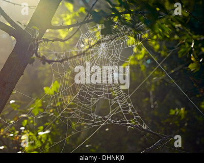 Spider Web con gocce di rugiada in autunno Foto Stock