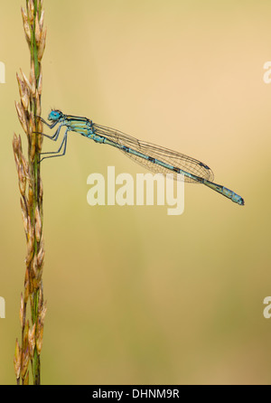 Immaturo comune damselfly blu in appoggio sui gambi di erba la mattina presto sui livelli di Somerset Foto Stock