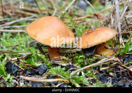 Fungo suillus bovinus crescente nella foresta Foto Stock