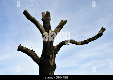 Una vista ravvicinata di un albero morto in Streatmam Common, Londra Foto Stock