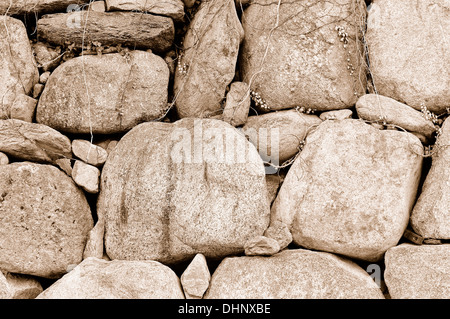 Ciclopica seppia Foto Stock