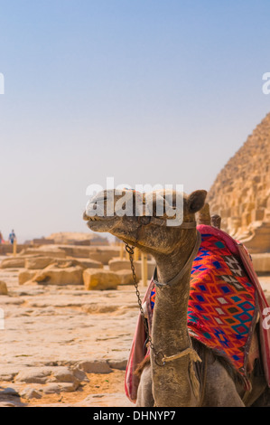 Camel accanto alla Piramide di Giza, Cairo Foto Stock