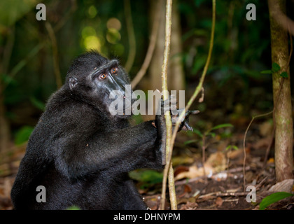 Macaco nero, Sulawesi, Indonesia Foto Stock