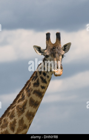 Testa della giraffa oltre il cielo blu Foto Stock