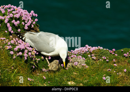 Un adulto aringa gabbiano (Larus argentatus) tendente a Polli appena schiusi tra fiori di colore rosa di parsimonia (Armeria maritima) Foto Stock