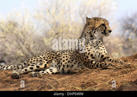 Cheetah in appoggio su un cumulo di terra rossa del Deserto Namibiano,Namibia, Africa. Foto Stock