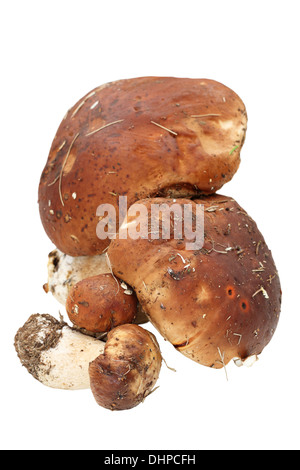 Mazzetto di freschi Boletus edulis raccolti dal bosco su sfondo bianco Foto Stock